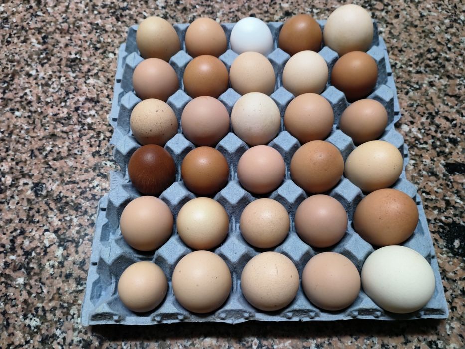 Ovos caseiros para consumo