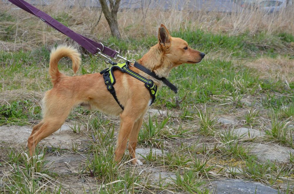 Precelek ze schroniska poleca się do adopcji