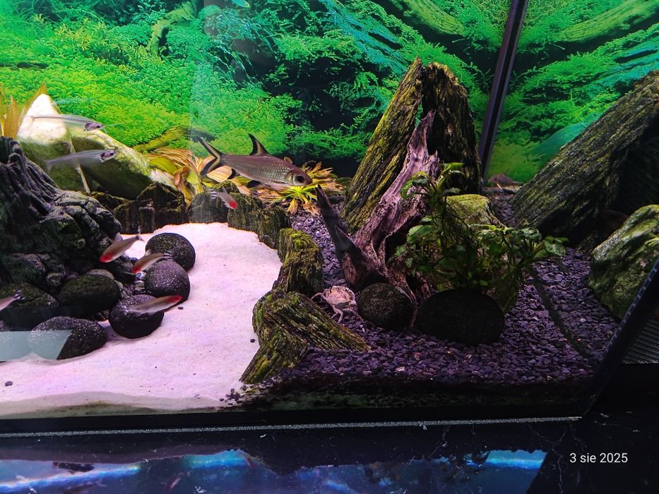 Akwarium 250l 100x50x50 + wyposażenie + ryby