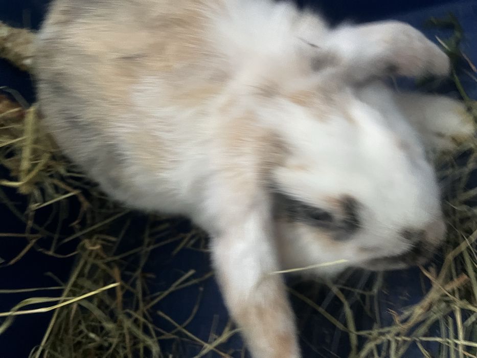 Krolik miniaturowy. Mini lop.