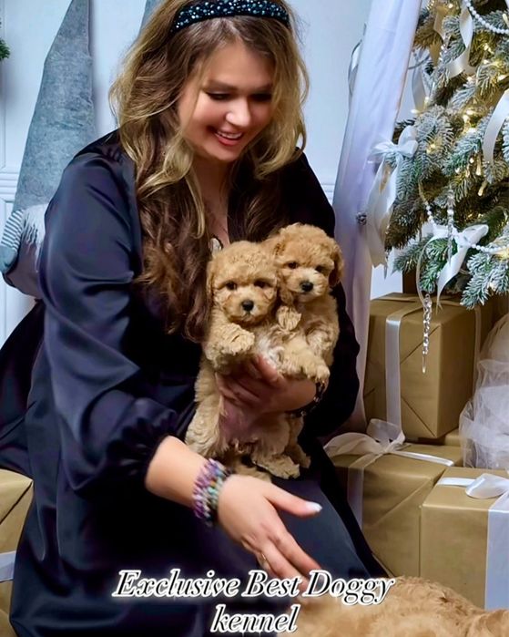 Цуценята мальтіпу ф1.  Шикарні VIP міні мальтіпу 3  міс. Мальтіпу