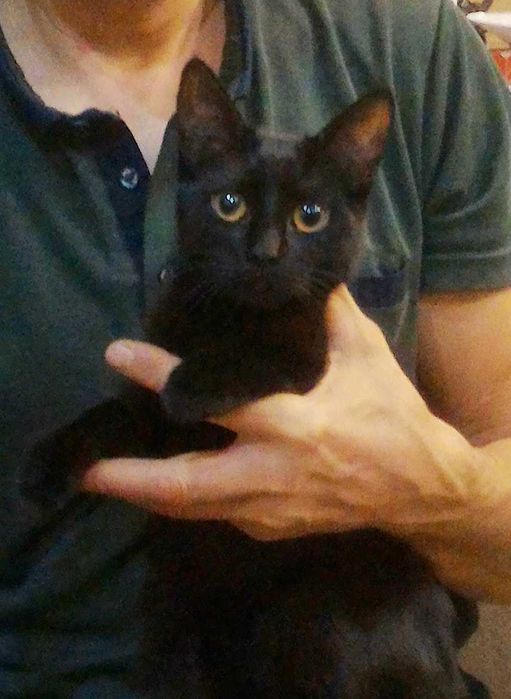 Зникла чорна кішка