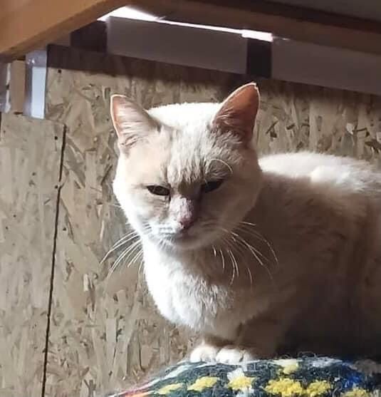 Карамелька шукає дім! 1-1,5 роки. Стерилізована