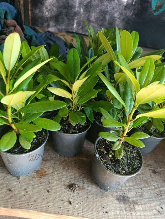 Рододендрон вічнозелений