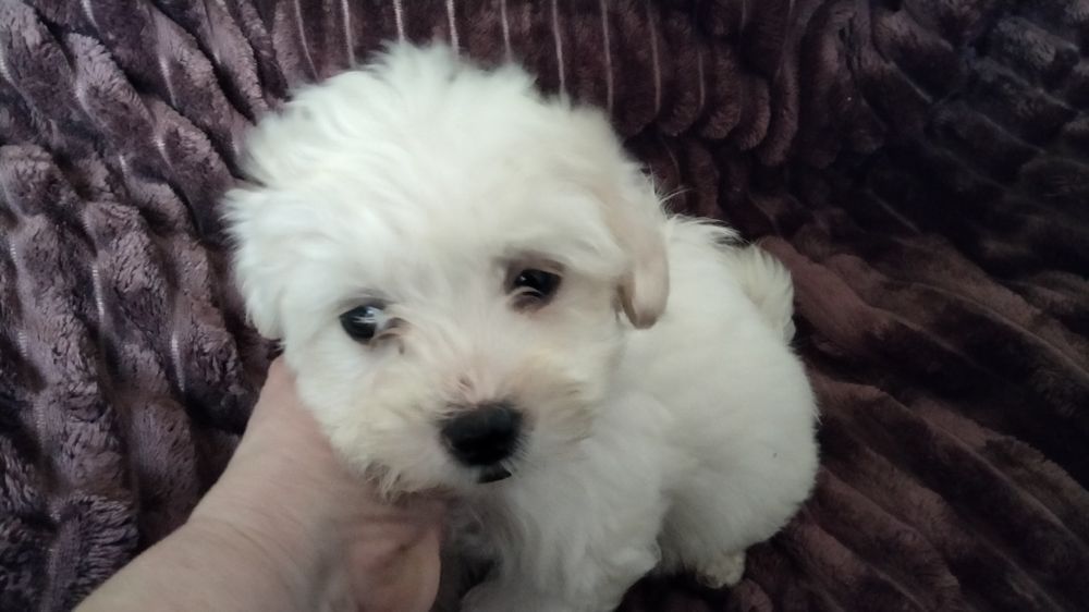 Мальтипу девочки и мальчик белые