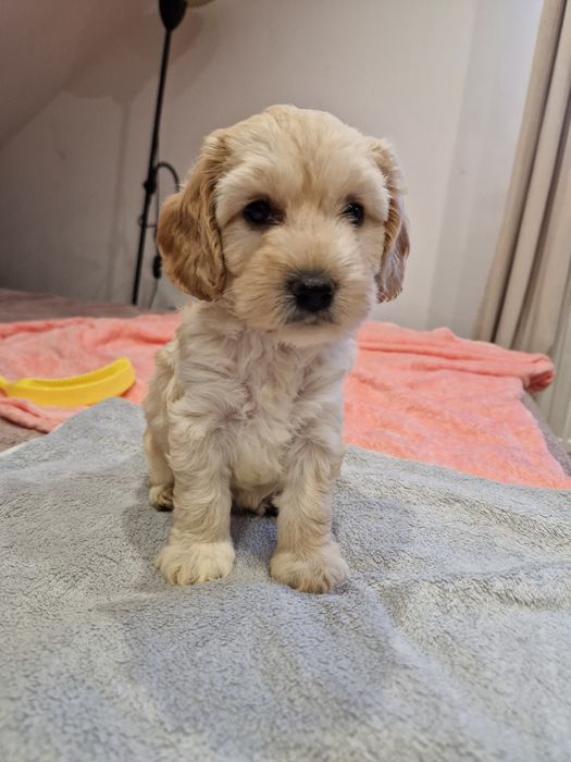 Suczka cockapoo biszkoptowa
