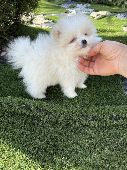Spitz anão alemão lulu da poumorania menina mini