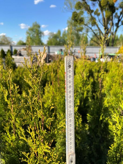 Tuja thuja szmaragd, smaragd w doniczce 50-90 cm
