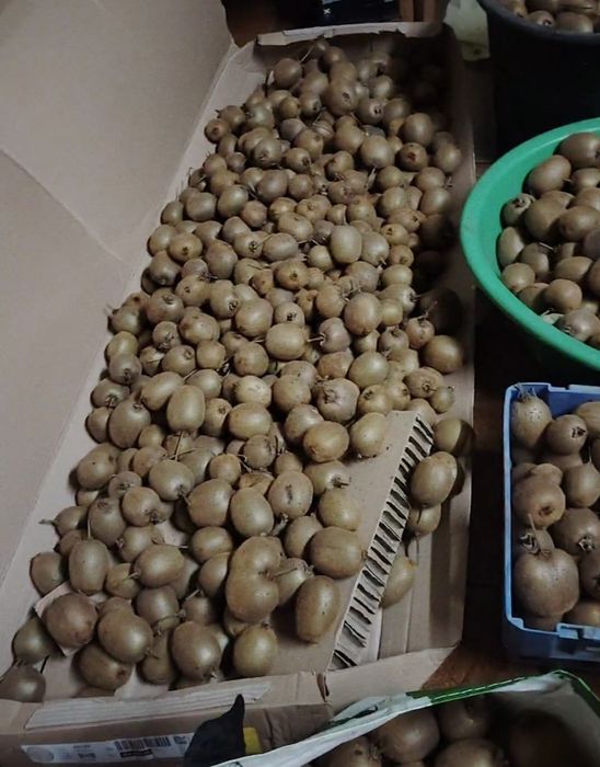 Vendo kiwi biológicos 0 produtos.