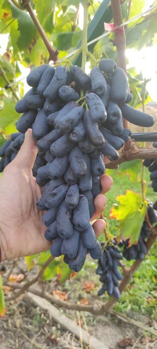 Виноград Аватар (Свит Сапфир)