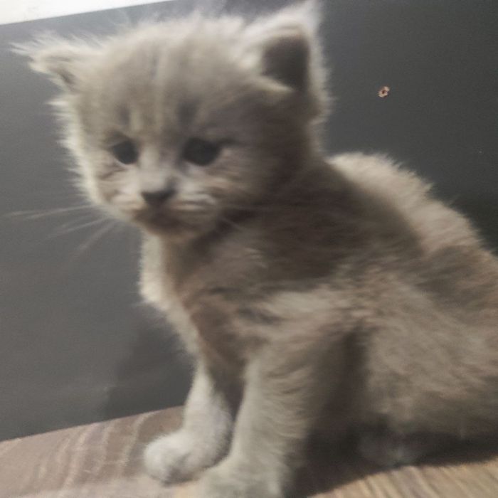 Шотландский кот, британский котенок