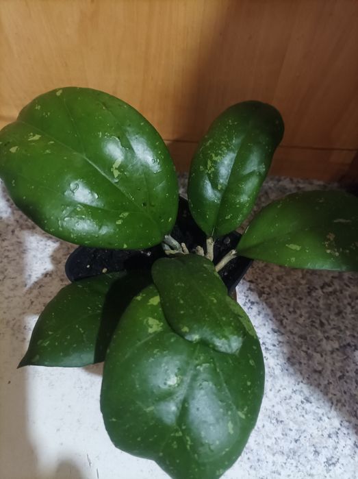 Шикарна хойя Германі