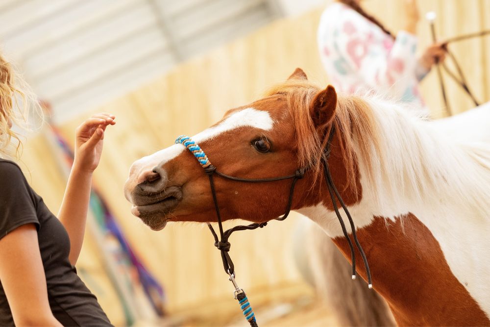 Kucyk wałach do dobrego domu