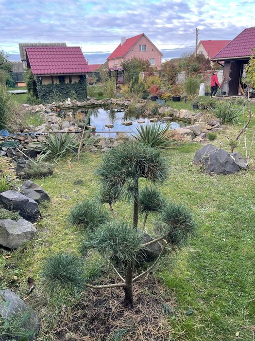 Сосна нівакі сформована