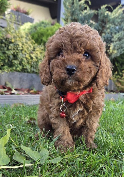 Cavapoo Samczyk F1B