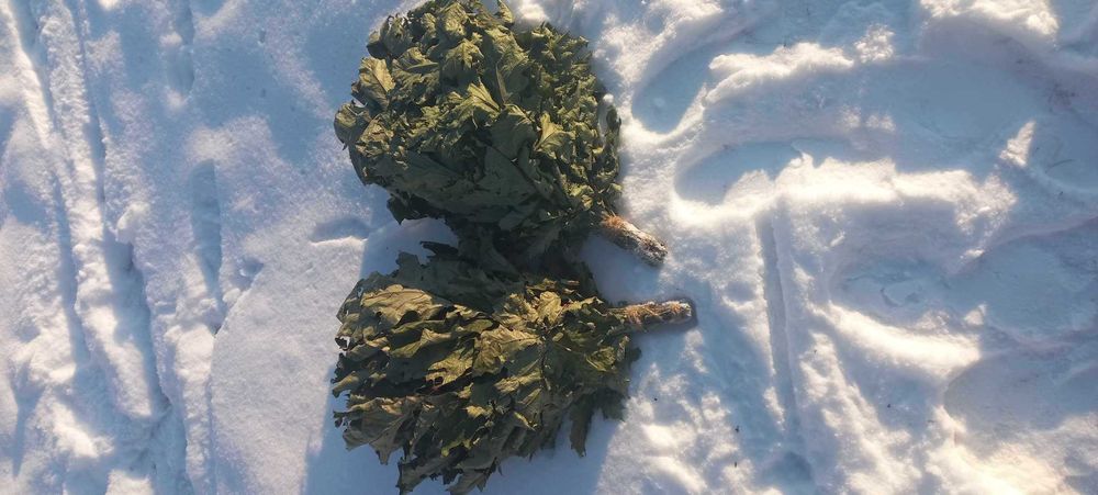 Віники банні Дуб, Липа Береза Ялина Евкаліпт Трави 6/5/46см.