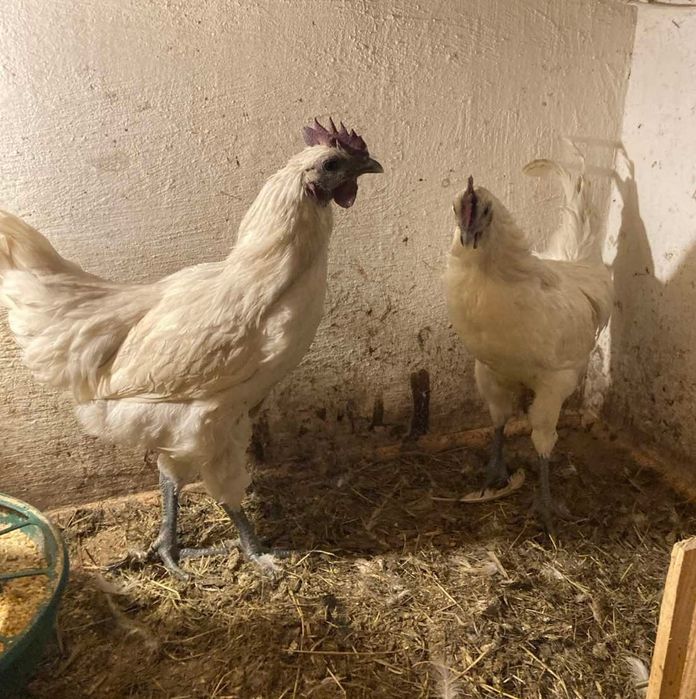 Лакеданзи молодые петухи