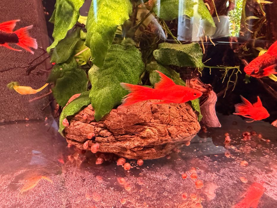 Mieczyki RED RUBY -hodowla hobbystyczna