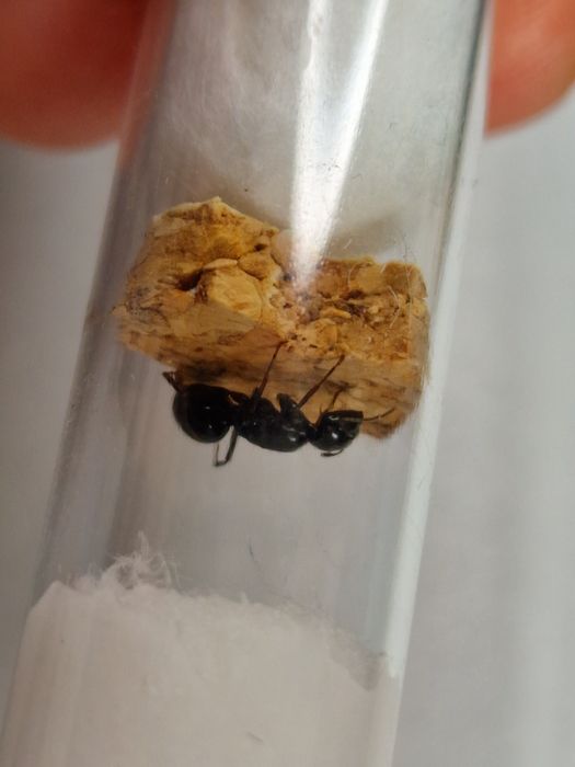 Camponotus fallax rojkowa 22.05
