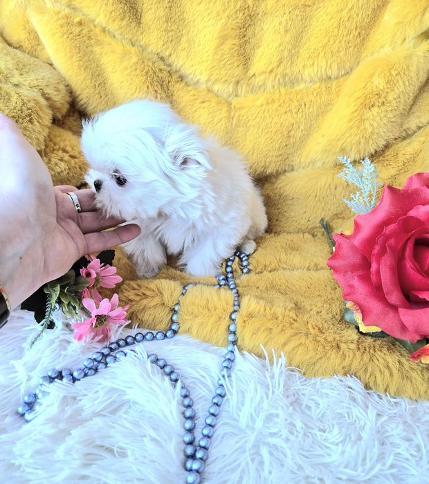 Śliczny Malutki Maltańczyk XXS