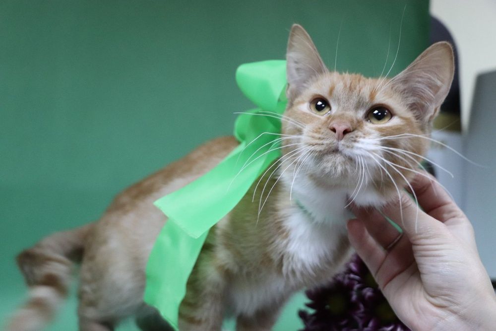 Благородный рыжий Ланцелот! Котенок - рыцарь)