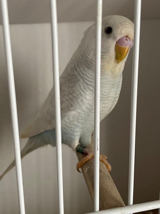 Periquito blackface azul