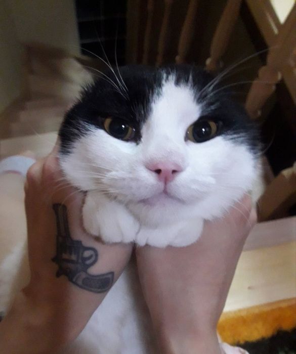 Отдам молодого кота
