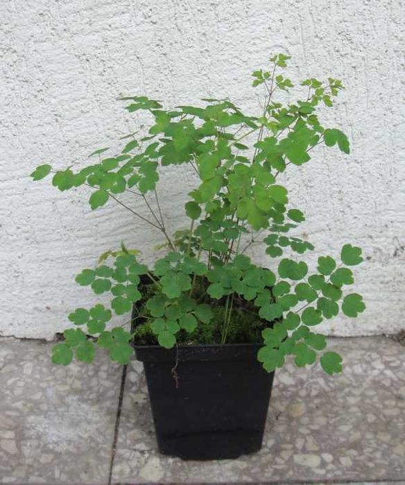 RUTEWKA DELAVAYA - sadzonki w doniczkach