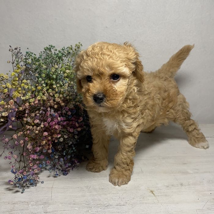 Ексклюзив Той Пудель Дівчинка