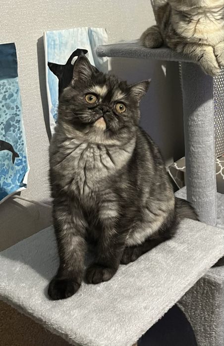 Екзотична короткошерста