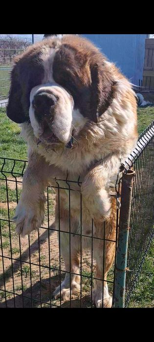 Bernardyn  Bardzo masywny