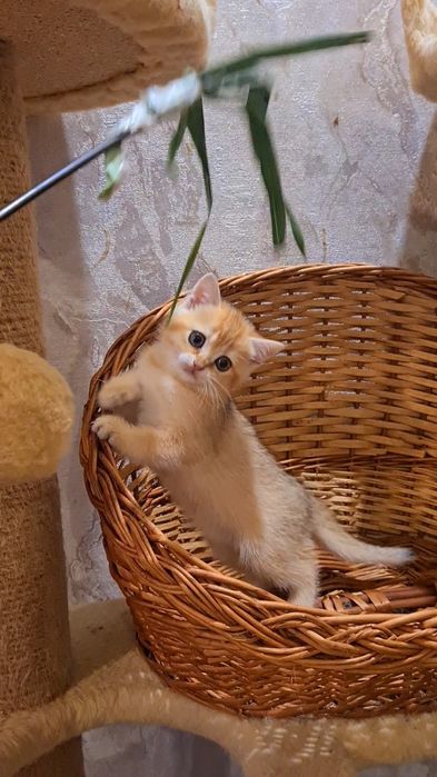 Оочень красивая девочка золотая шиншилла