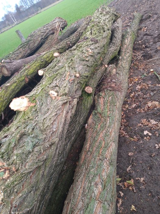 drewno tartaczne kominkowe opałowe paletowe