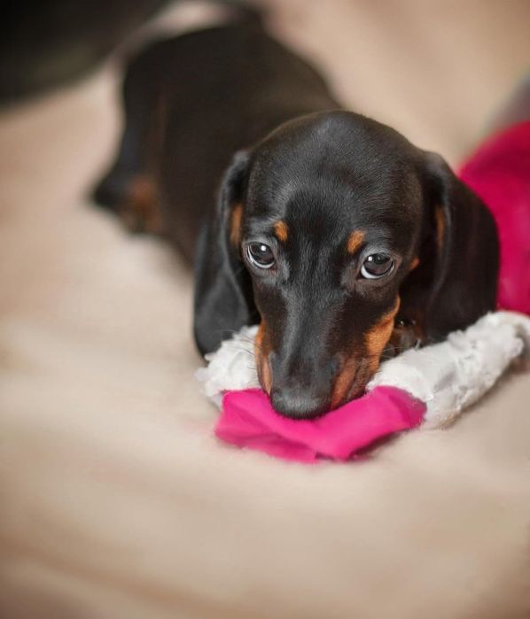 Справжній красунчик, для чудових батьків.