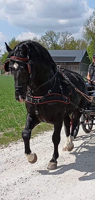 Stanówka 2026 ogier śląski