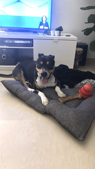 Cão Amstaff para adoçao responsável