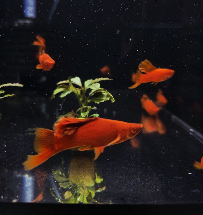 Mieczyk kalafior/ cauliflower albino Red Eye