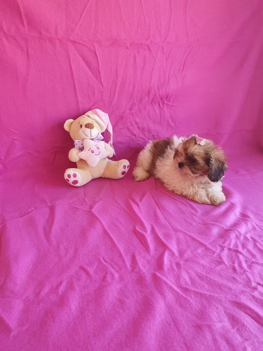 Shih-tzu Fêmea Maravilhosa