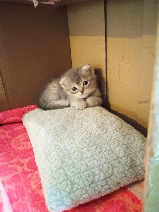 Шотландські кошенята