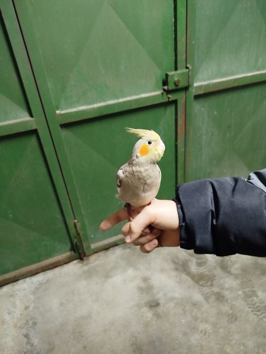 Caturra domésticada