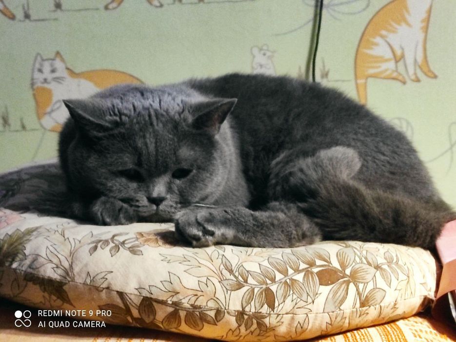 Стерилизованная породистая мододая кошка ищет дом! Отдам в хорошие рук