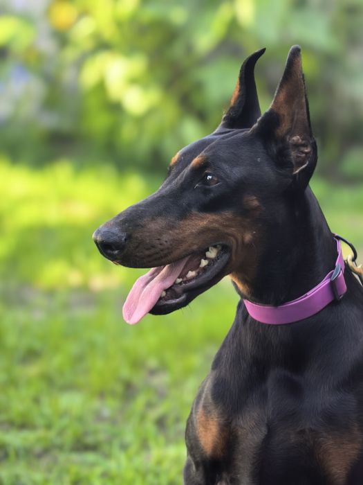 Szczeniak Dobermana