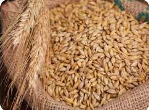 Sprzedam zboża Ozime