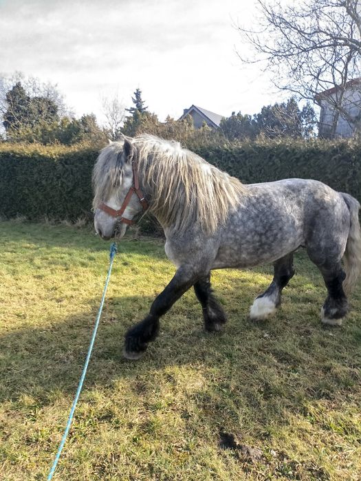 Sprzedam lub zamienię szpaka siwego ogiera  PKZ po SATNERZE