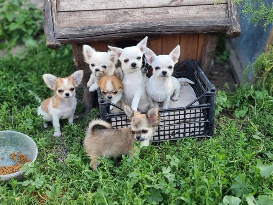 Питомник предлагает замечательных малышей чихуахуа