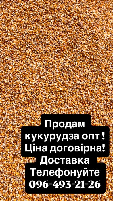 Продам зерно Кукурудза ! Опт