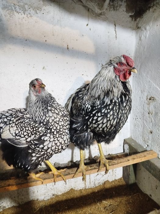 Продам інкубаційне яйце Віандот срібло