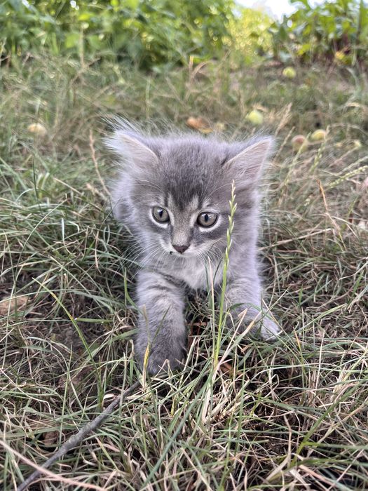 Котики шукають батьків