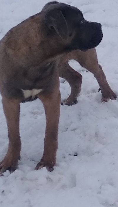 Cane Corso- odchowana sunia