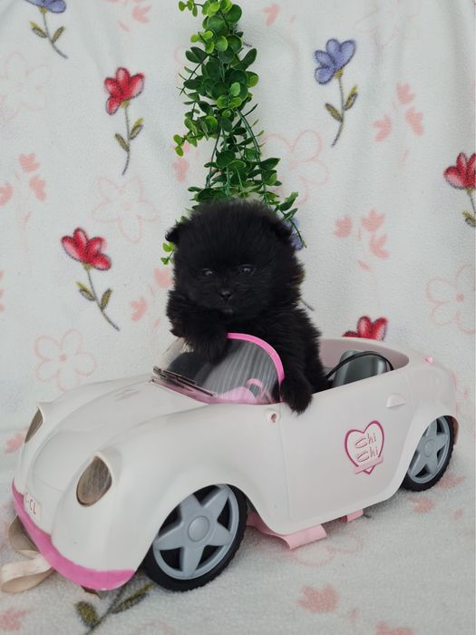 Estupenda menina mini mini 590g pronta entrega  Lulu da Pomerânia/Spitz Alemão Anão de Qualidade